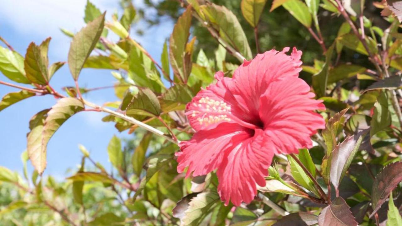 Ishigaki  Toyoko Inn Okinawa Ishigaki-Jima מראה חיצוני תמונה